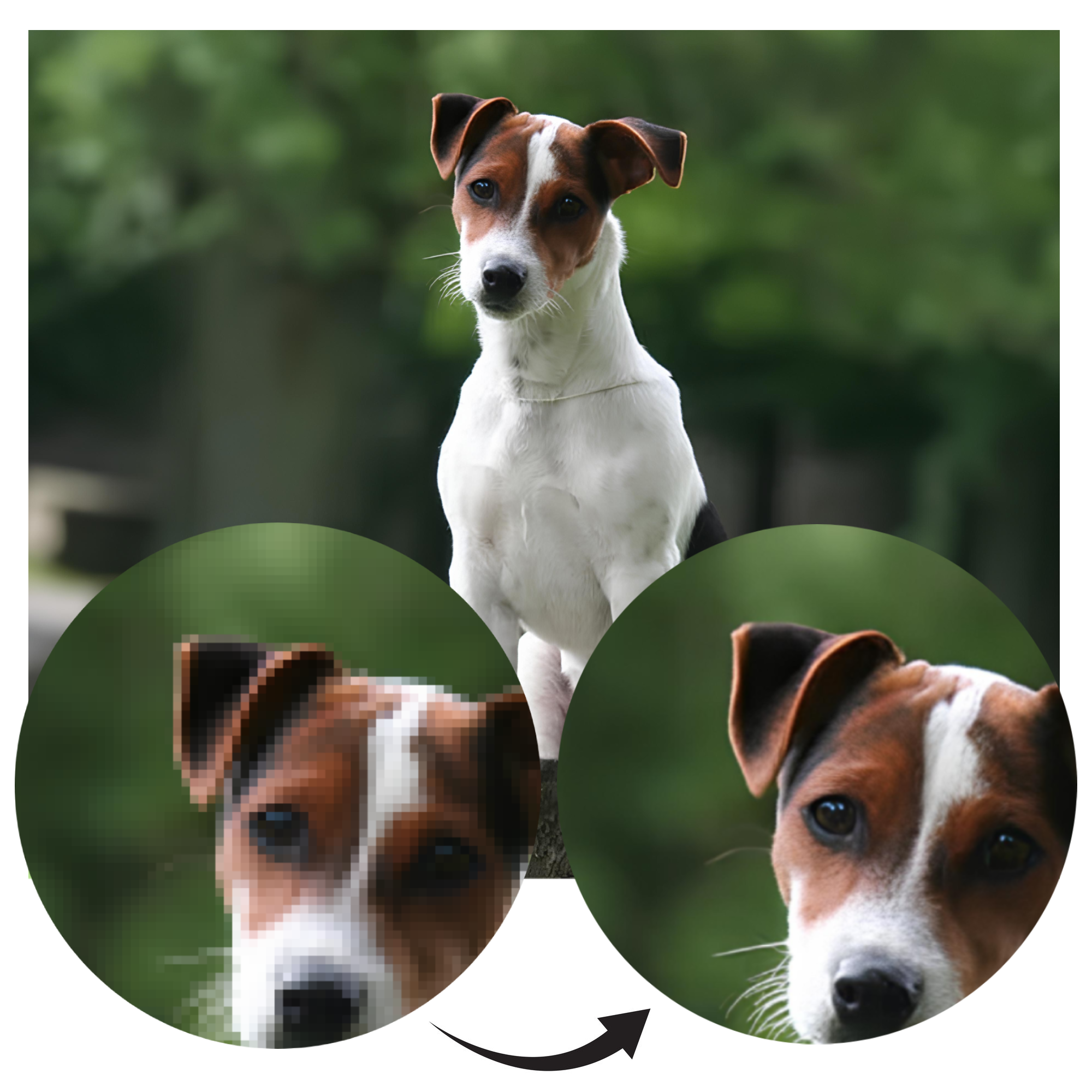 Mise à l'échelle des photos - Nous améliorons la qualité de vos photos d'animaux de compagnie